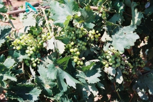 Beautiful grapes growing in the Windmill Winery Vineyard